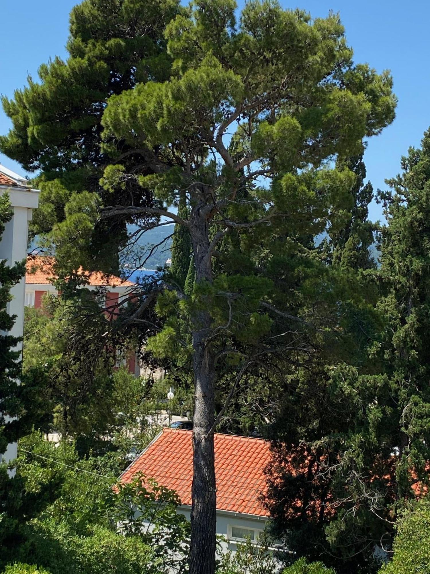 Apartmani Dusanka Orebić Exterior foto